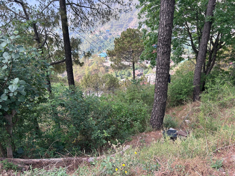  50 Biswa Residential Plot for Sale in Barog, Solan