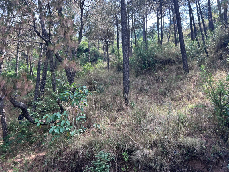  210 Biswa Commercial Land for Sale in Barog, Solan
