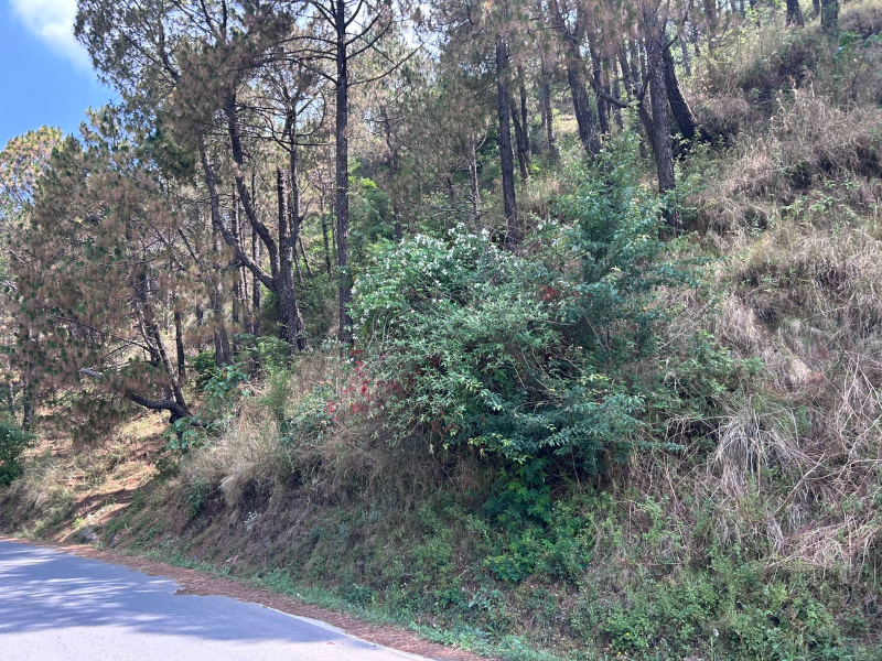  210 Biswa Commercial Land for Sale in Barog, Solan