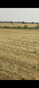  Agricultural Land for Sale in Malwa, Mandsaur