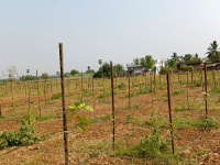  Residential Plot for Sale in Mylavaram, Vijayawada