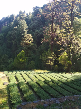  Agricultural Land for Rent in Narkand, Shimla