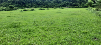  Agricultural Land for Sale in Selakui, Dehradun