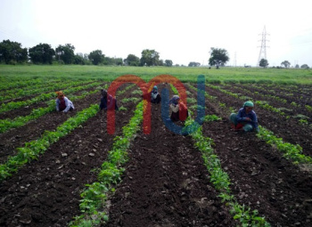  Agricultural Land for Sale in Visavadar, Junagadh