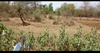  Agricultural Land for Sale in Bilimora, Navsari
