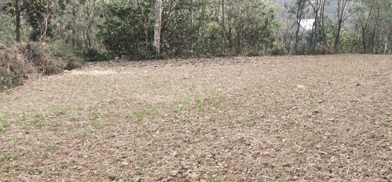  Residential Plot 10 Biswa for Sale in Ghumarwin, Bilaspur