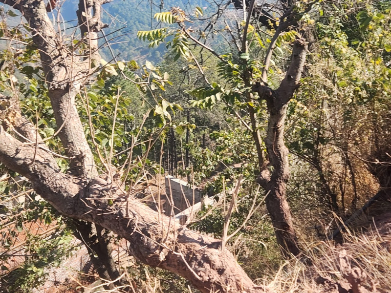  Residential Plot 46 Bigha for Sale in Kumarhatti, Solan