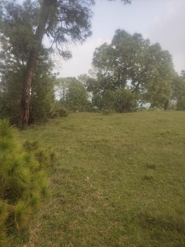  Residential Plot 14 Bigha for Sale in Kumarhatti, Solan
