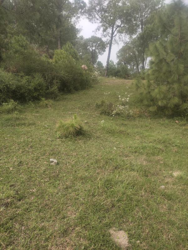  Residential Plot 14 Bigha for Sale in Kumarhatti, Solan