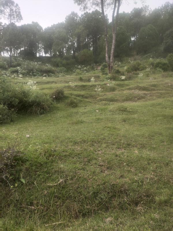  Residential Plot 14 Bigha for Sale in Kumarhatti, Solan