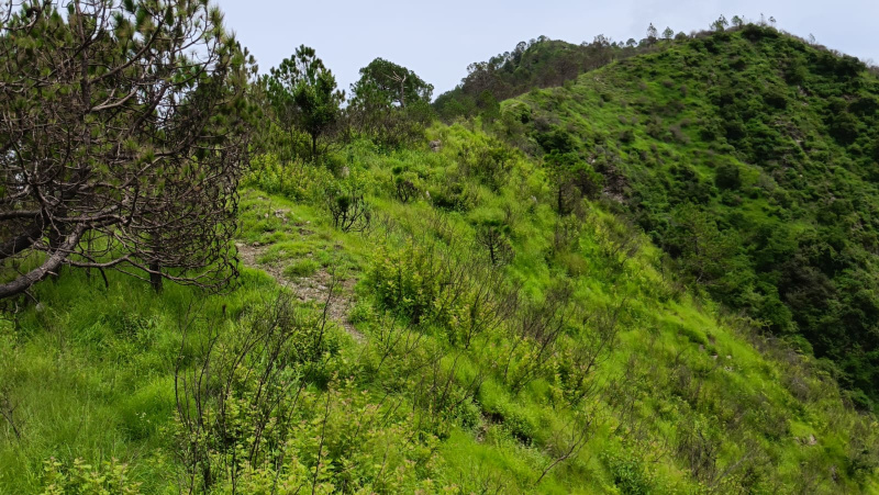 Residential Plot 6 Bigha for Sale in Chail, Solan