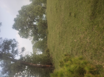  Residential Plot for Sale in Chail, Solan