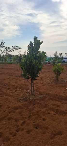  Agricultural Land 23 Cent for Sale in East Coast Road, Chennai