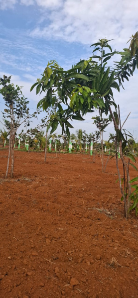  Agricultural Land 23 Cent for Sale in East Coast Road, Chennai