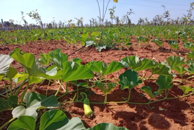  Agricultural Land 9800 Sq.ft. for Sale in East Coast Road, Chennai