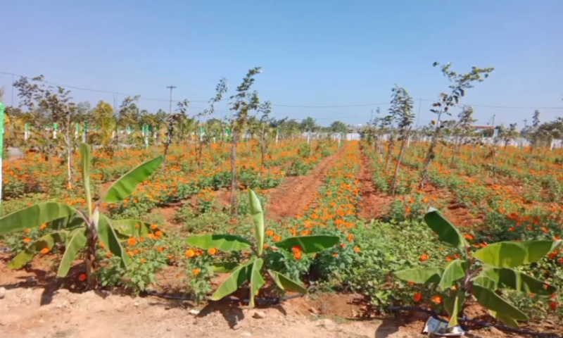  Agricultural Land 9800 Sq.ft. for Sale in East Coast Road, Chennai