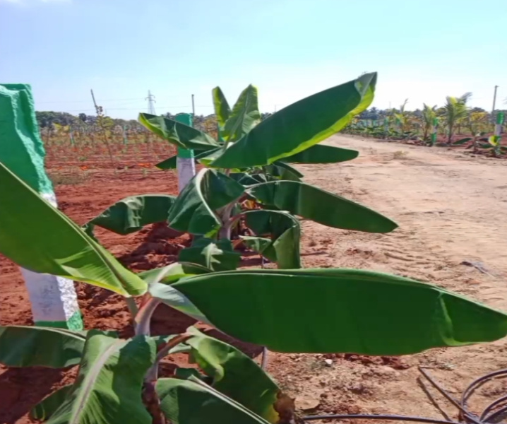  Agricultural Land 21 Cent for Sale in East Coast Road, Pondicherry