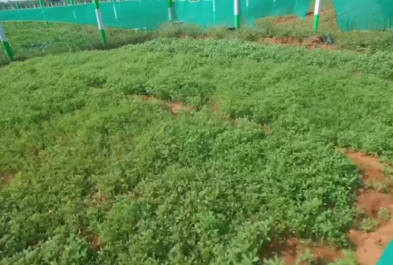  Agricultural Land 21 Cent for Sale in East Coast Road, Pondicherry