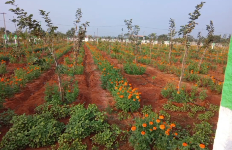  Agricultural Land 22 Cent for Sale in East Coast Road, Pondicherry