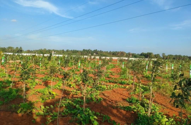 Agricultural Land 10000 Sq.ft. for Sale in Cheyyur, Chengalpattu