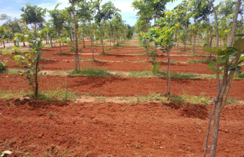  Agricultural Land for Sale in East Coast Road, Pondicherry