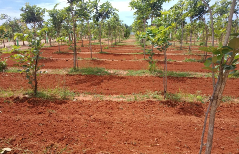  Agricultural Land 9700 Sq.ft. for Sale in East Coast Road, Pondicherry