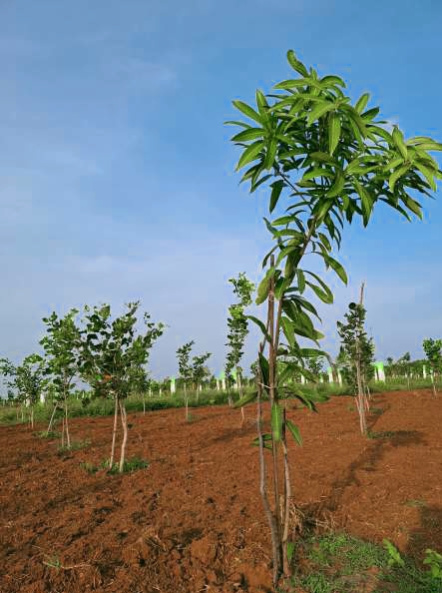  Agricultural Land 10000 Sq.ft. for Sale in Marakkanam, Chennai
