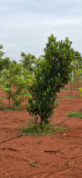  Agricultural Land 10000 Sq.ft. for Sale in Uthiramerur, Kanchipuram