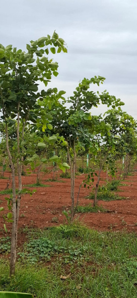  Agricultural Land 10000 Sq.ft. for Sale in Uthiramerur, Kanchipuram