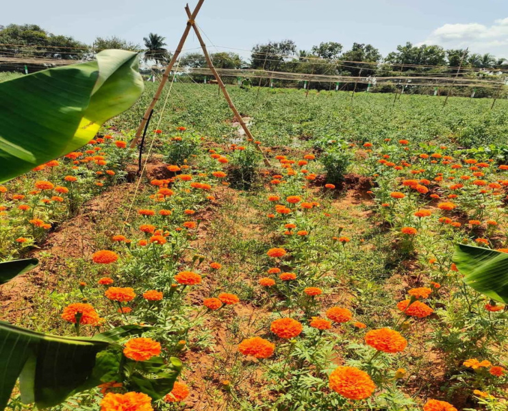  Agricultural Land 9600 Sq.ft. for Sale in Alapakkam, Chengalpattu