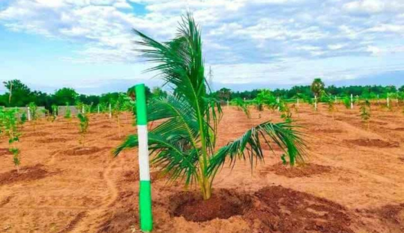  Agricultural Land 9600 Sq.ft. for Sale in Alapakkam, Chengalpattu