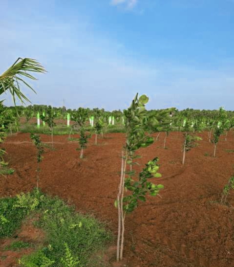  Agricultural Land 9600 Sq.ft. for Sale in Alapakkam, Chengalpattu