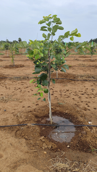  Agricultural Land 10000 Sq.ft. for Sale in Alapakkam, Chengalpattu