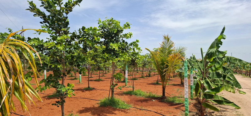  Agricultural Land 10000 Sq.ft. for Sale in Alapakkam, Chengalpattu