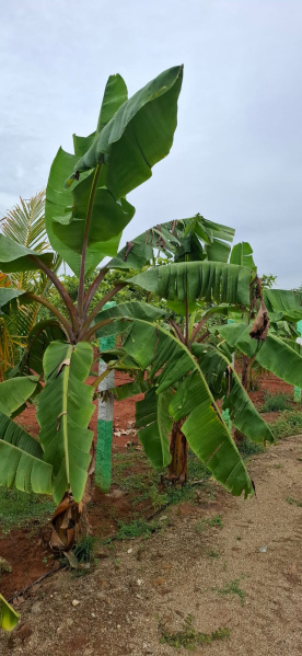  9600 Sq.ft. Agricultural/Farm Land for Sale in Maduranthakam, Chengalpattu