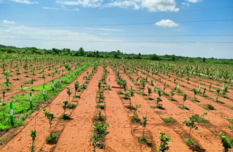  9600 Sq.ft. Agricultural/Farm Land for Sale in Maduranthakam, Chengalpattu