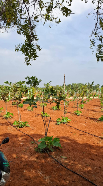  9600 Sq.ft. Agricultural/Farm Land for Sale in Bukkathurai, Chengalpattu