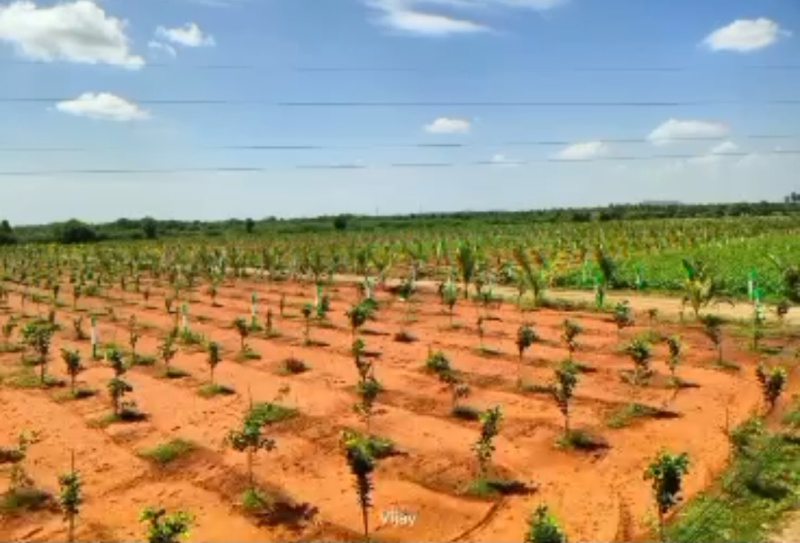  9600 Sq.ft. Agricultural/Farm Land for Sale in Cheyyur, Chengalpattu