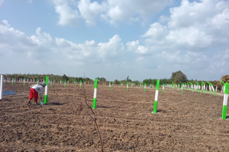  9600 Sq.ft. Agricultural/Farm Land for Sale in Walajabad, Kanchipuram