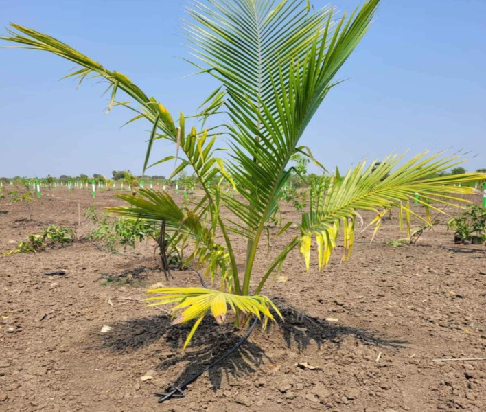 9600 Sq.ft. Agricultural/Farm Land for Sale in Walajabad, Kanchipuram