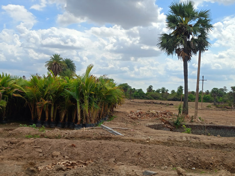  9600 Sq.ft. Agricultural/Farm Land for Sale in Salavakkam, Kanchipuram