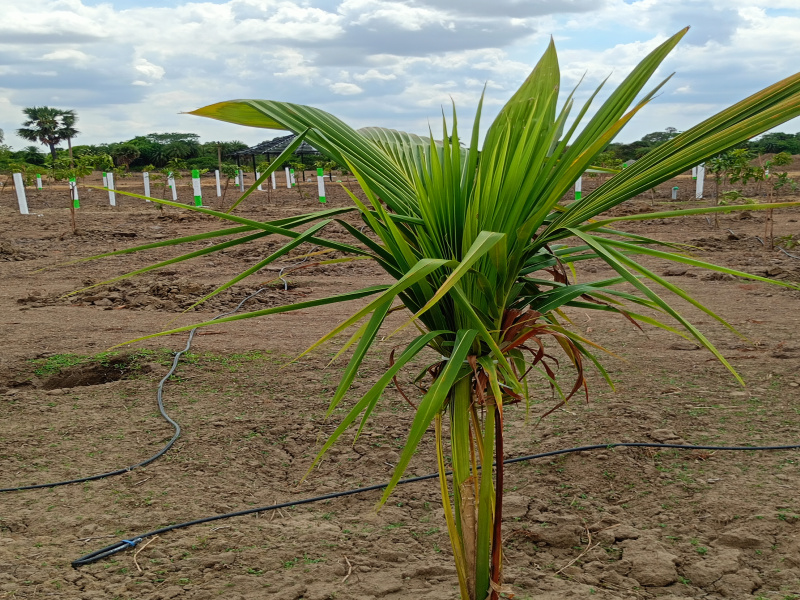  10000 Sq.ft. Agricultural/Farm Land for Sale in Walajabad, Kanchipuram