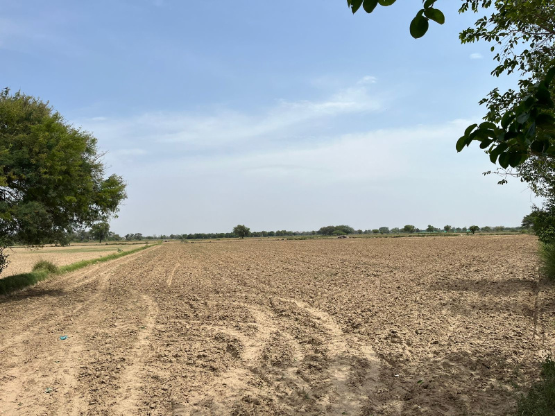 Agricultural Land 123 Ares for Sale in Kulana, Jhajjar