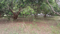  Agricultural Land for Sale in Gajapathinagaram, Vizianagaram