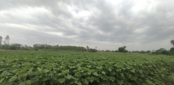  Agricultural Land for Sale in Raipur Rani, Panchkula