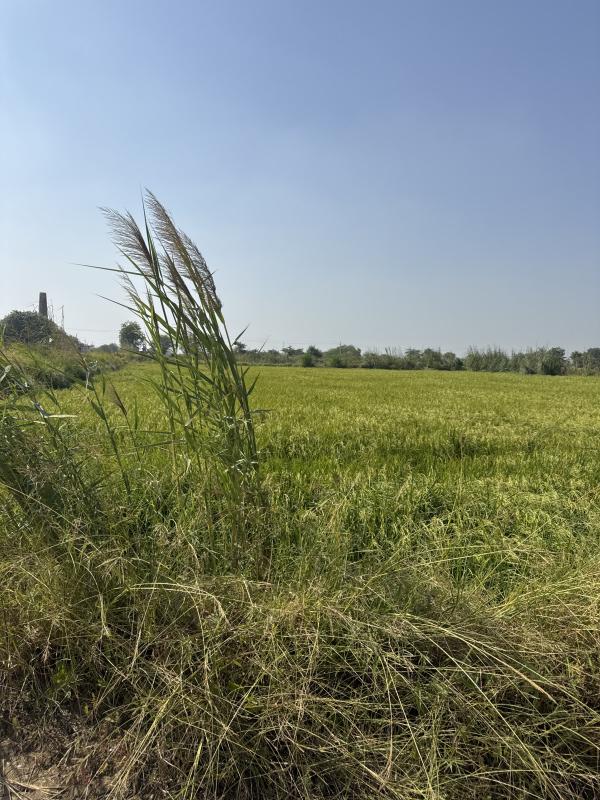  1 Acre Residential Plot for Sale in Badli, Jhajjar