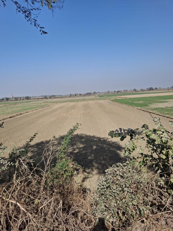  3100 Sq. Yards Agricultural/Farm Land for Sale in Dadri Road, Jhajjar
