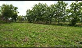 Agricultural Land 121 Sq. Yards for Sale in Kothapally, Karimnagar
