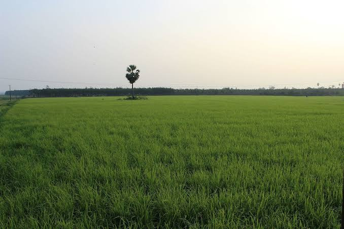  13650 Sq.ft. Agricultural/Farm Land for Sale in Gosainganj, Lucknow