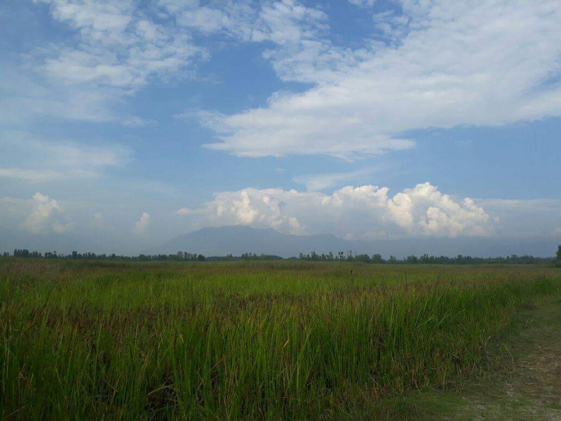  5400 Sq.ft. Residential Plot for Sale in Palpora, Srinagar